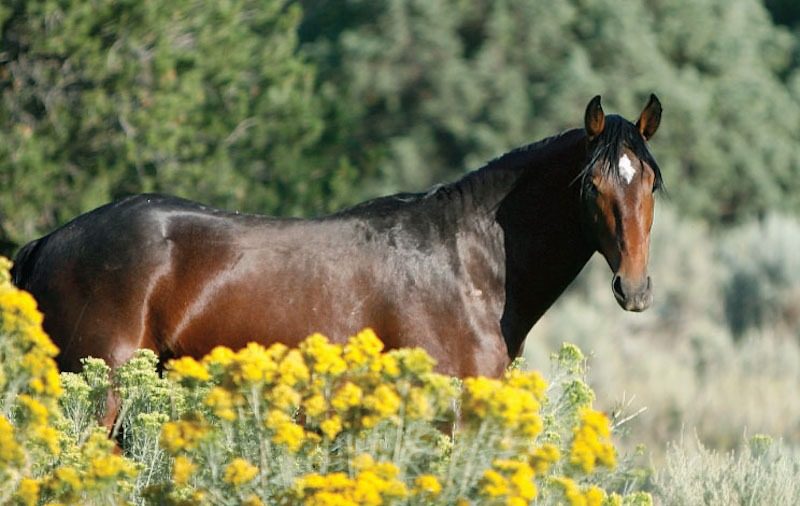 wild horse in weeds