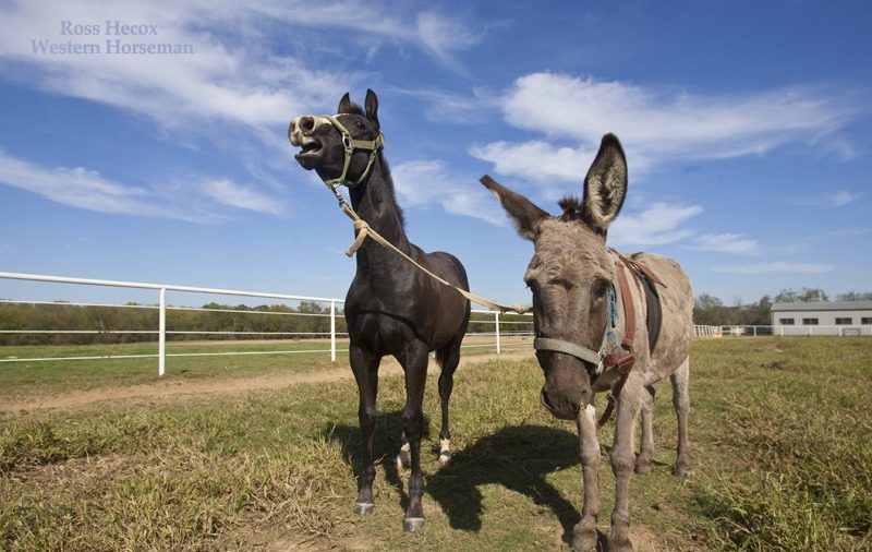 Donkey halter breaking a colt