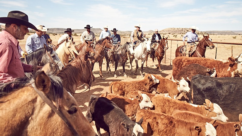 o6 Gathering cattle