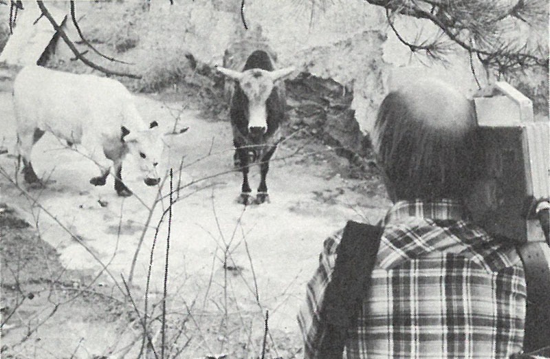 Oscar and steer loose