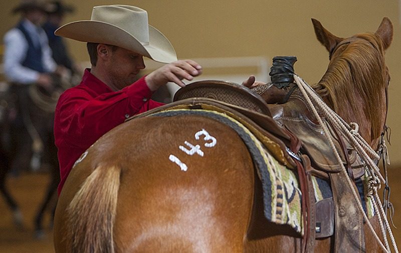 sale horse getting checked on