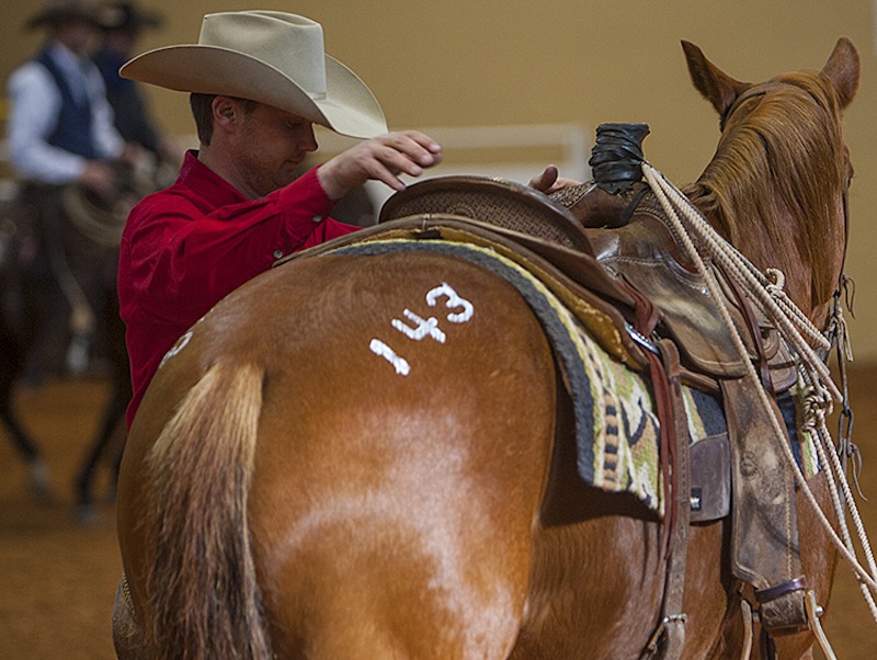 sale horse getting checked on
