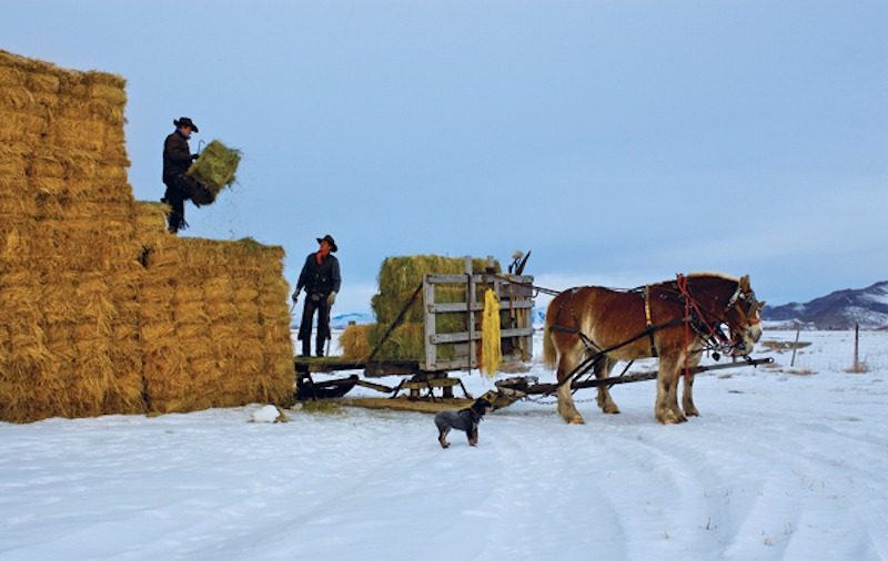 Picabo Livestock Team