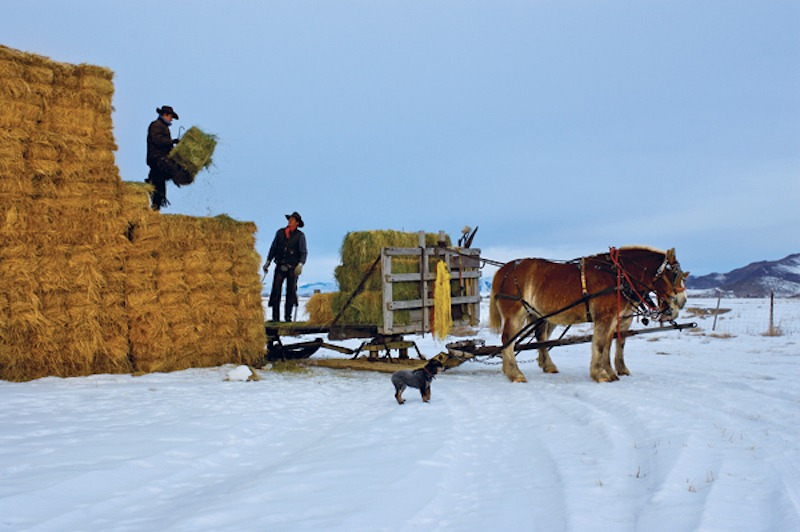 Picabo Livestock Team