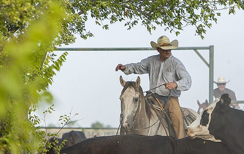 Beggs ranch gray horse