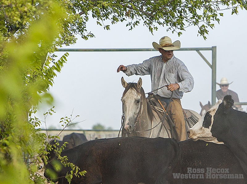 Beggs ranch gray horse