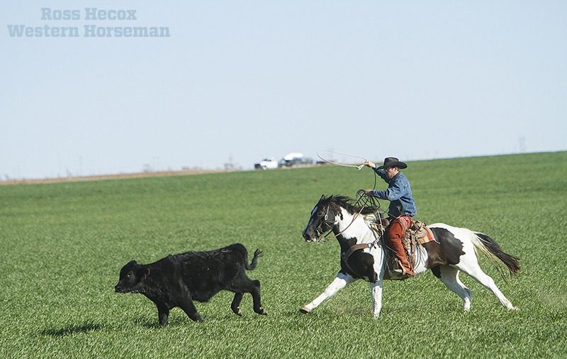 John Bergin on Paint horse Hitch Ranch