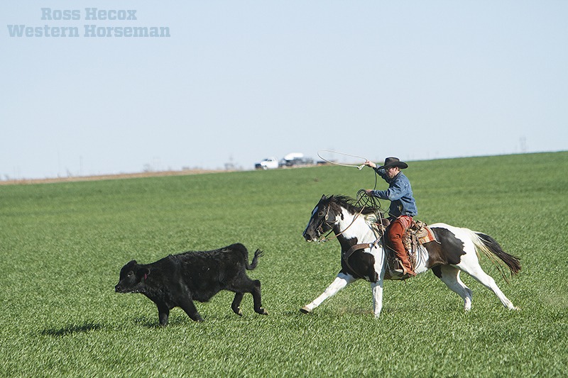 John Bergin on Paint horse Hitch Ranch
