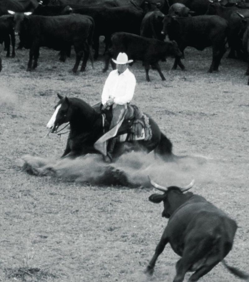 Little Peppy cutting a cow