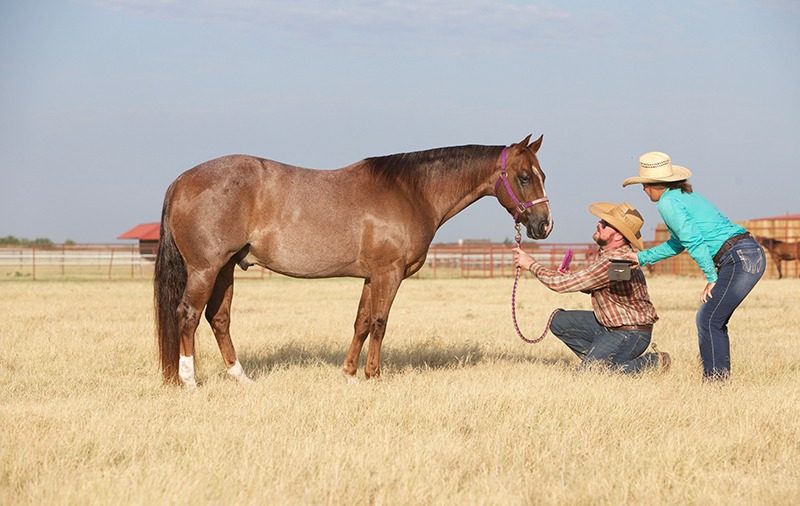 taking horse photo