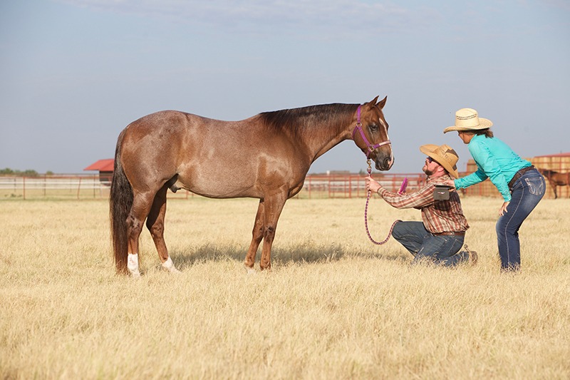 taking horse photo