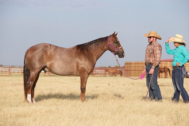 square horse pose photo