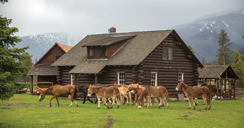 mules Bob Marshall wilderness backcountry