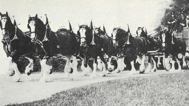 Budweiser-Clydesdales-Flashback