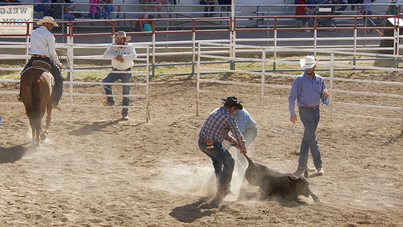 Cowboys demonstrated the ranch horses' skills in the branding corral.