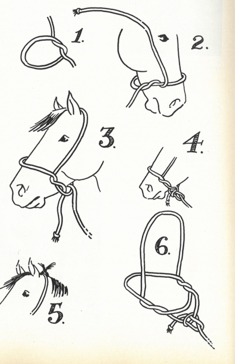 Tying a halter on a horse illustration