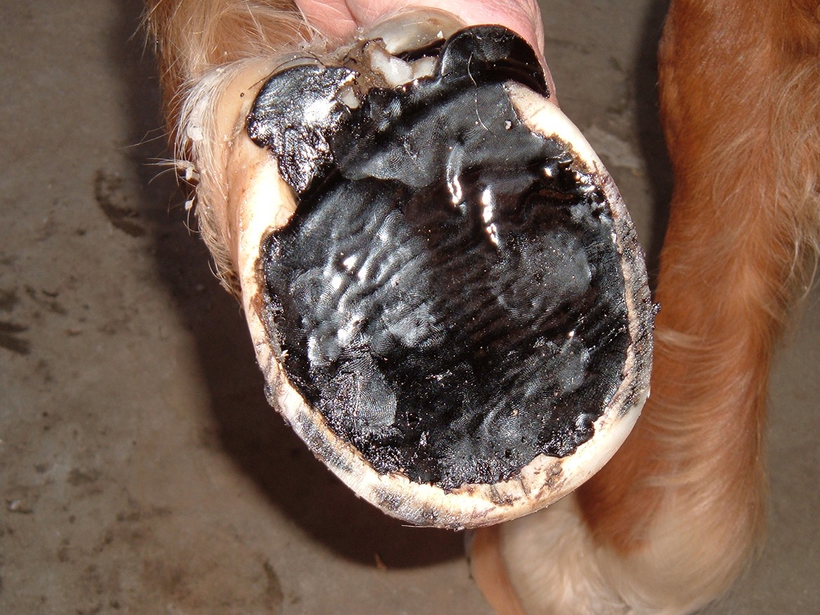 shod versus barefoot hooves