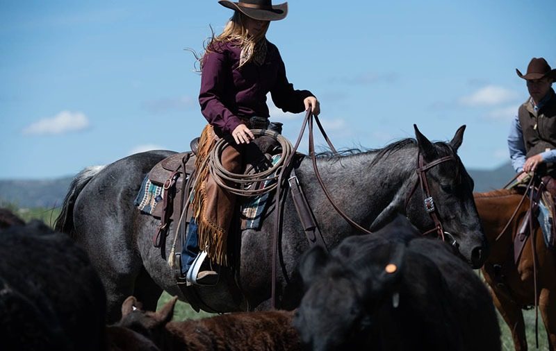 Horse and cattle