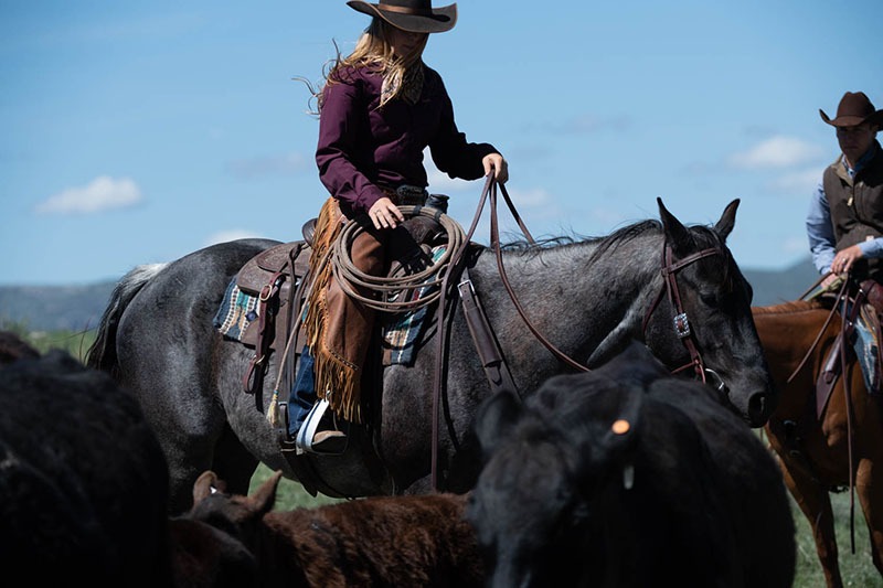 Horse and cattle