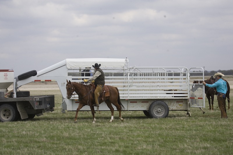 cowboys loading a half top stock trailer