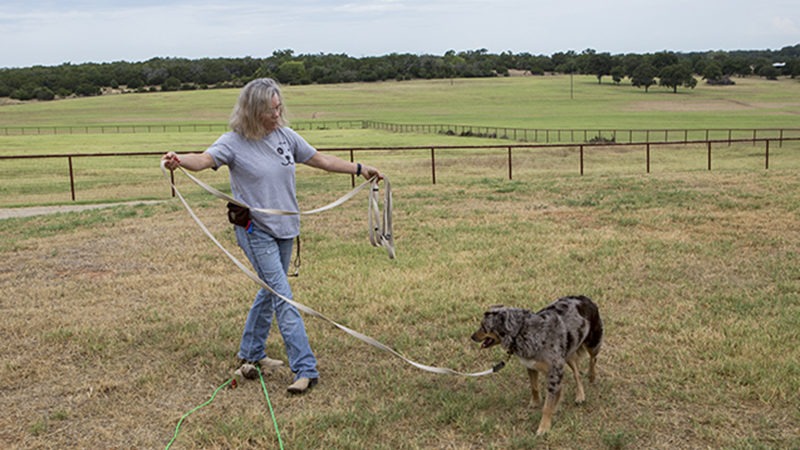 barn dog training
