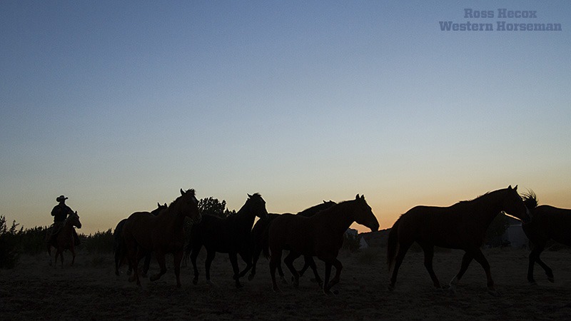 sunrise horse silhouette