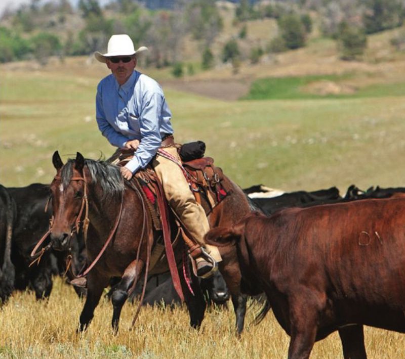 Kevin Meyer cutting a cow