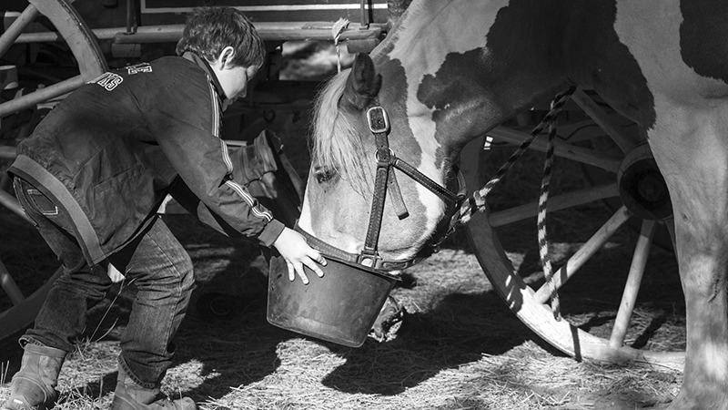 horse eating from bucket