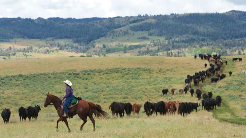 trailing cattle in the open range