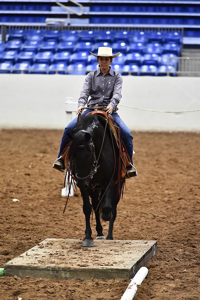 Mustang stepping up on platform