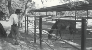 Tommy Lee standing by horse pen