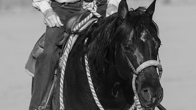 horse with hackamore