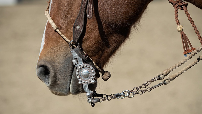 bridle horse 