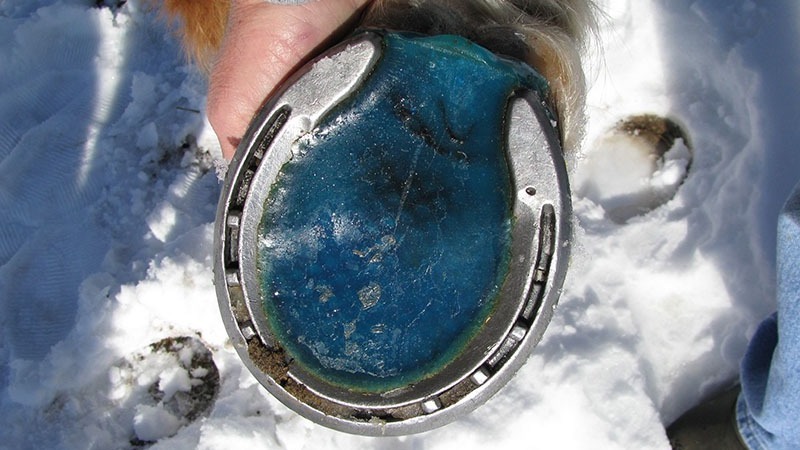 horse hoof with EPCS