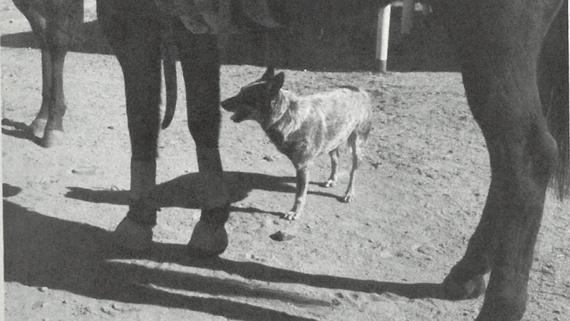 three-legged dog standing under horse