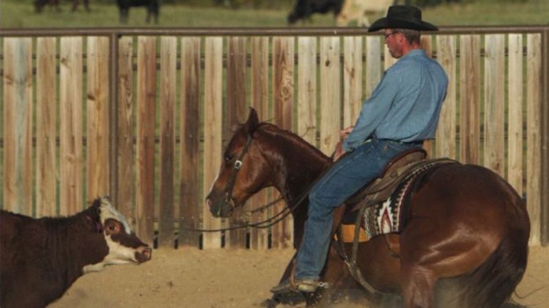 James Payne cutting a cow
