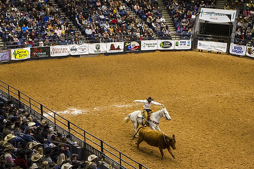 ranch rodeo horse and cow