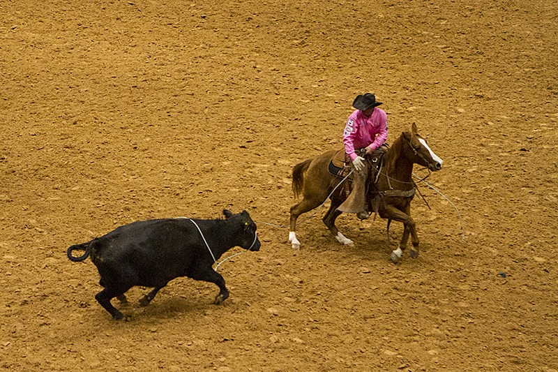 wild cow milking and cowboy 