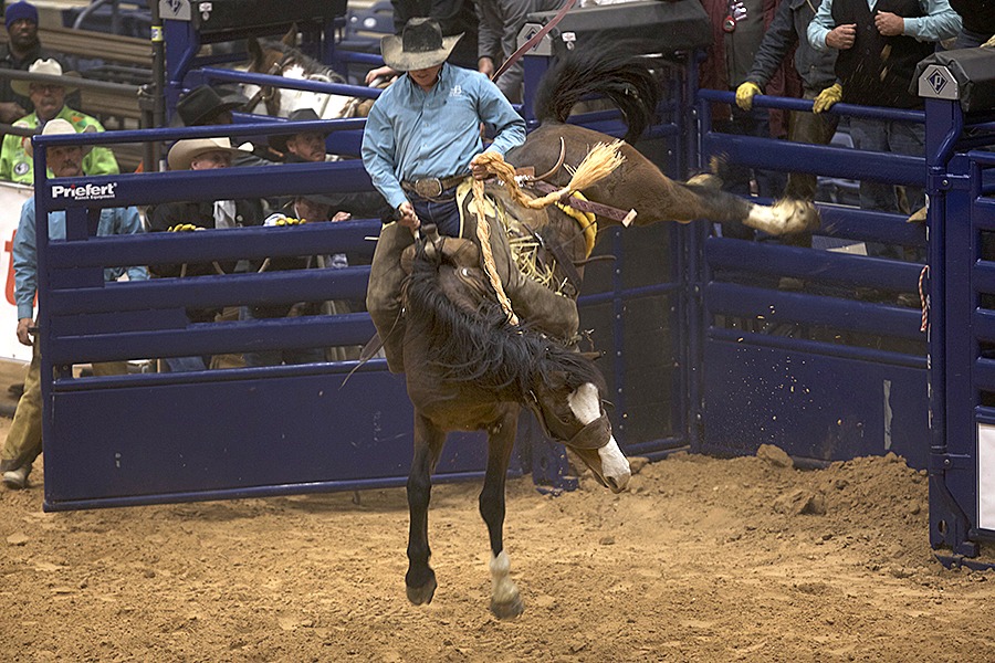 cowboy riding bucking horse