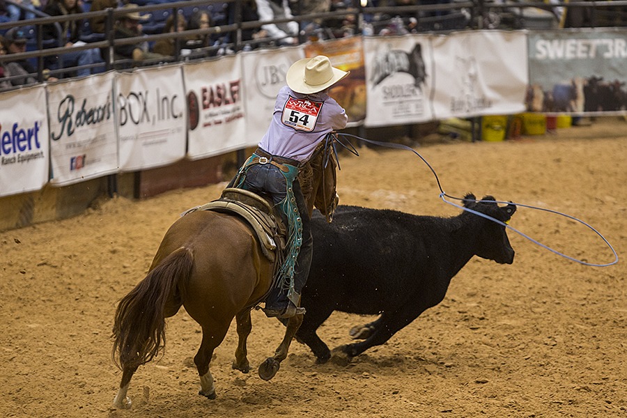 ranch cowboy roping a cow