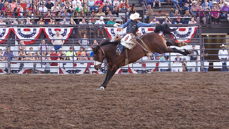 Sankey Pro Rodeo bucking horses in the Bucking Horse Breeders Association.