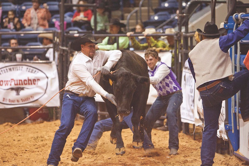 wild cow milking at the ranch rodeo