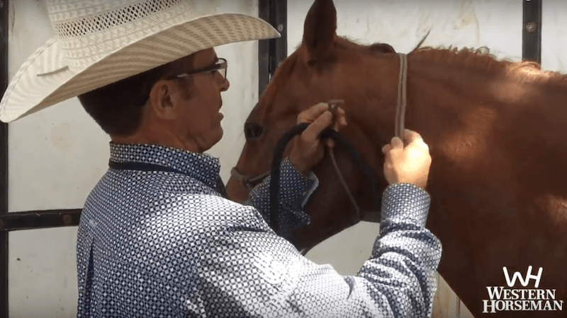 Warwick Schiller showing how to tie a rope halter