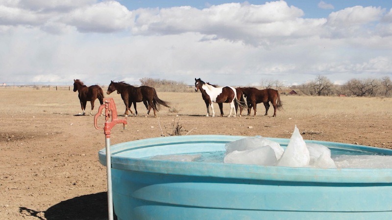 horses standing by watering trough in the winter