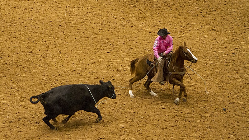 cowboy ropes wild milking cow