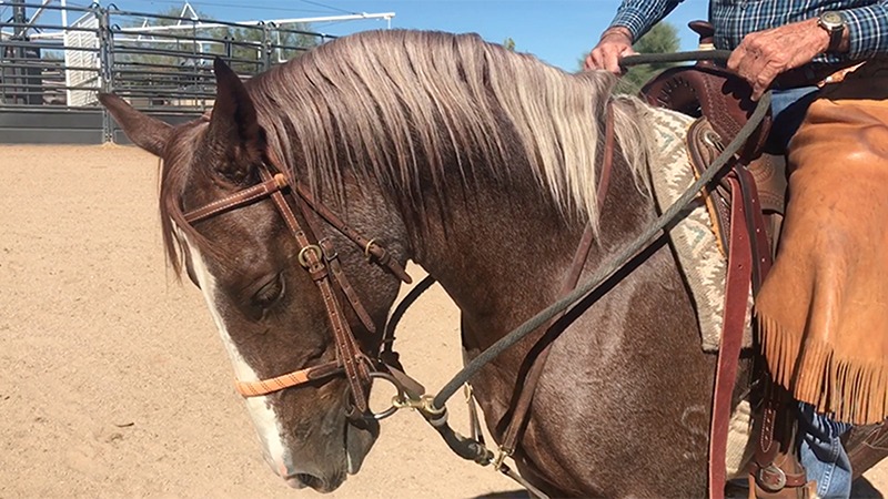 horse with martingale