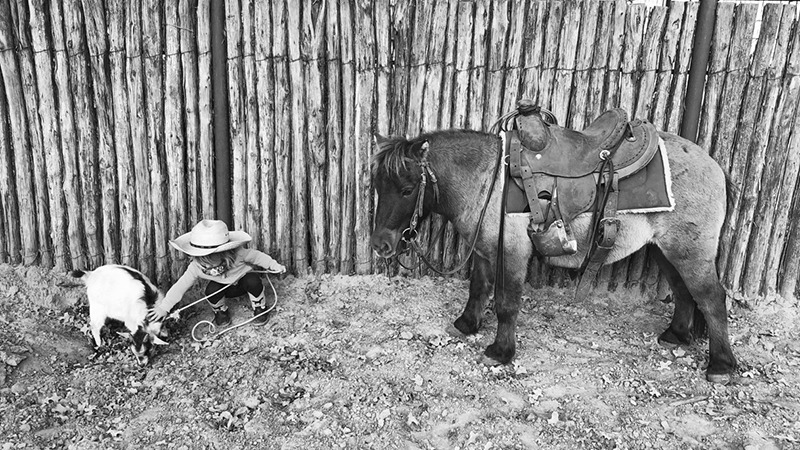 kid tying goat with mini horse ground-tied