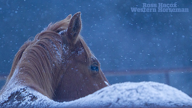 horse with snow on back