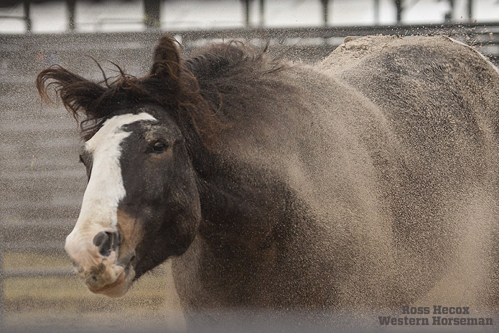 Bucking horse shaking off sand at the NFR