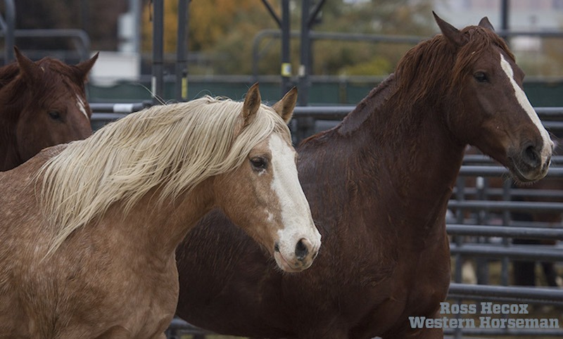 bucking horses being turned out for exercise at the NFR
